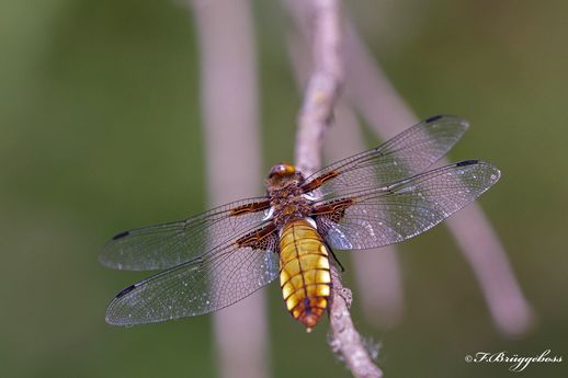 Plattbauch,w-Libellula depressa Linnaeus