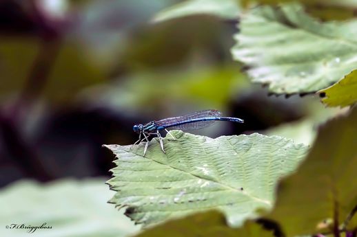 Platycnemis pennipes-Blaue Federlibelle,m