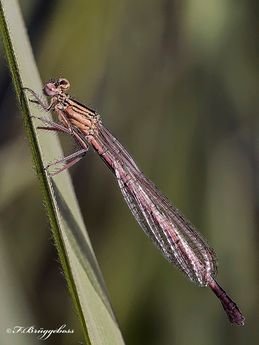 Platycnemis pennipes-Blaue Federlibelle,w