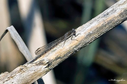 Sympecma fusca-Gemeine Winterlibelle,m