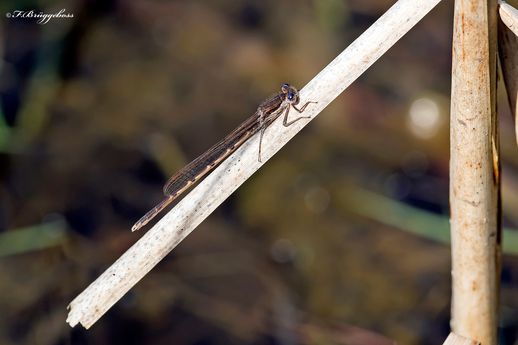 Sympecma fusca-Gemeine Winterlibelle,w