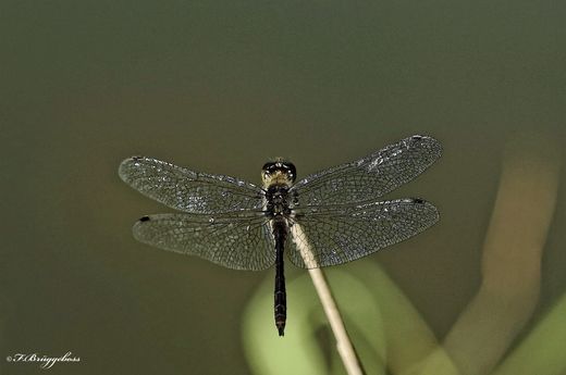 Sympetrum danae–Schwarze Heidelibelle,m