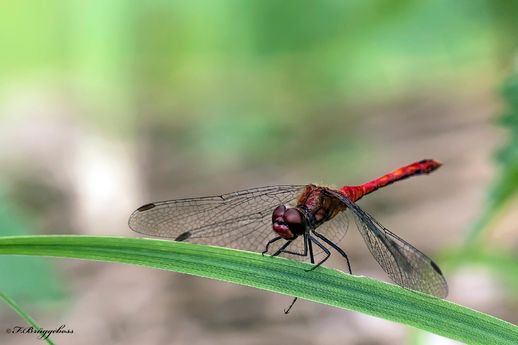 Sympetrum sanguineum-Blutrote Heidelibelle,m
