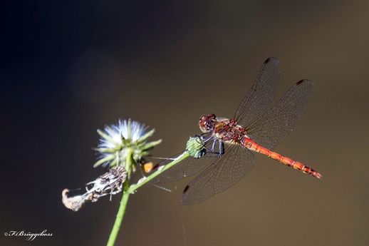 Sympetrum vulgatum–Gemeine Heidelibelle,m