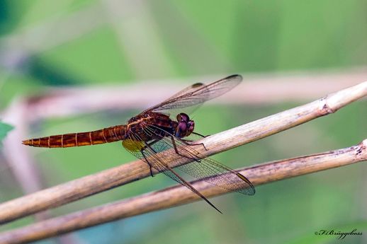 Sympetrum sanguineum-Blutrote Heidelibelle,w