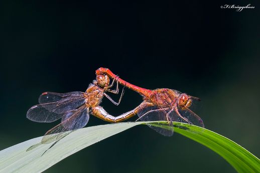 Sympetrum vulgatum–Gemeine Heidelibelle Paarungrad