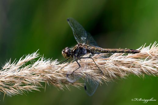 Sympetrum vulgatum–Gemeine Heidelibelle,w