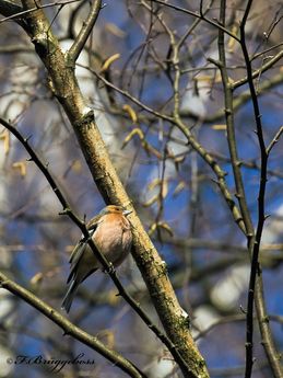 Buchfink-Fringilla coelebs