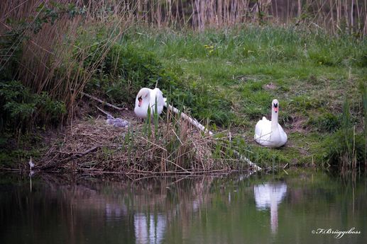 Familie Muppi hat Nachwuchs.