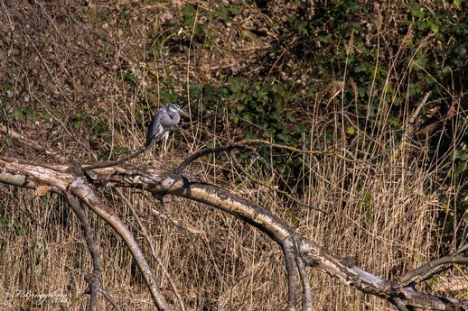    Graureiher-Ardea cinerea                   auf Beobachtungsstation