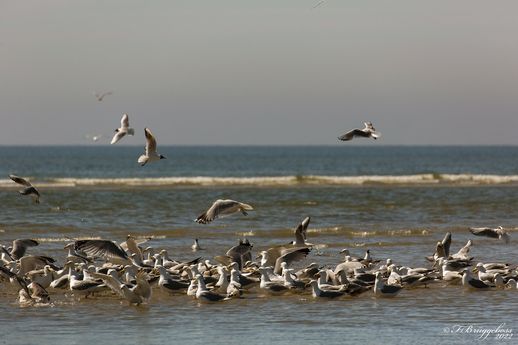 Möwen vor Fanö(DK)