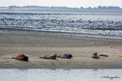 Kegelrobben- Helichoerus grypus vor Fanö(DK)