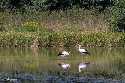 Weißstorch-Ciconia ciconia am Lammer Busch