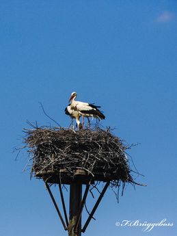 Weißstorch-Ciconia ciconia