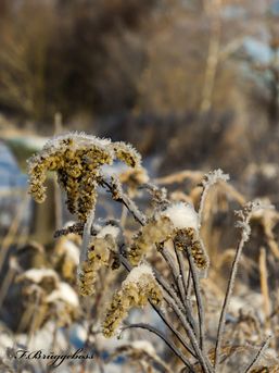 Winteridylle