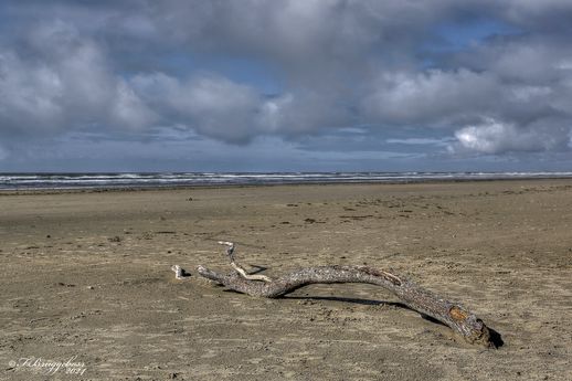 Strandgut auf Fanö(DK)
