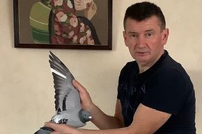 Evenepoel Dirk