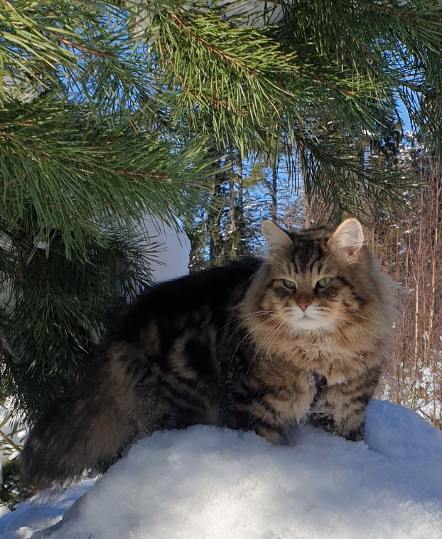 One of our earlier males in Frozen Tundra's breeding program
Sibirian forrest cat Ragnar Vistula*PL. Now he's a retired pensioner.
dob 2019-04-20