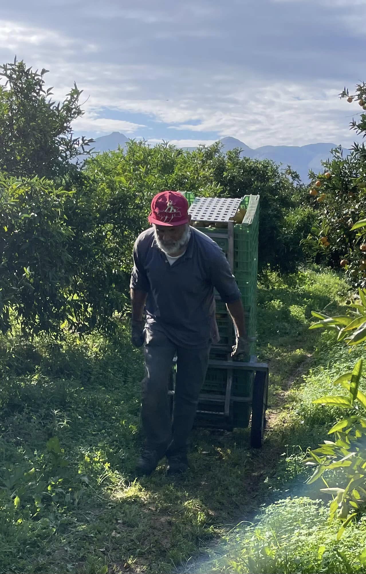 picking