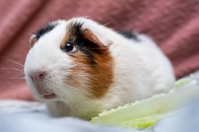 Alvin