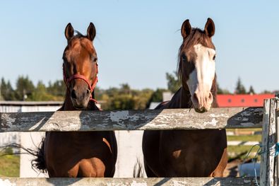 Chevaux