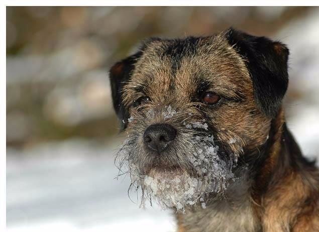 På Bordeterrier Sällskapets årsmöte den 27/2 så tilldelades 