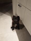 Bagheera