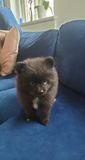 Bagheera