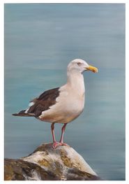 Havstrut