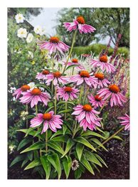 Rudbeckior