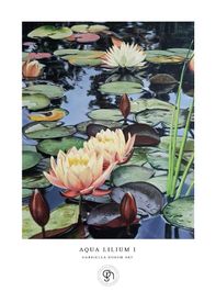 Näckrosor - Aqua Lilium I