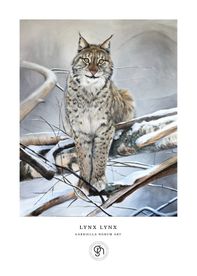 Lokatten - Lynx Lynx
