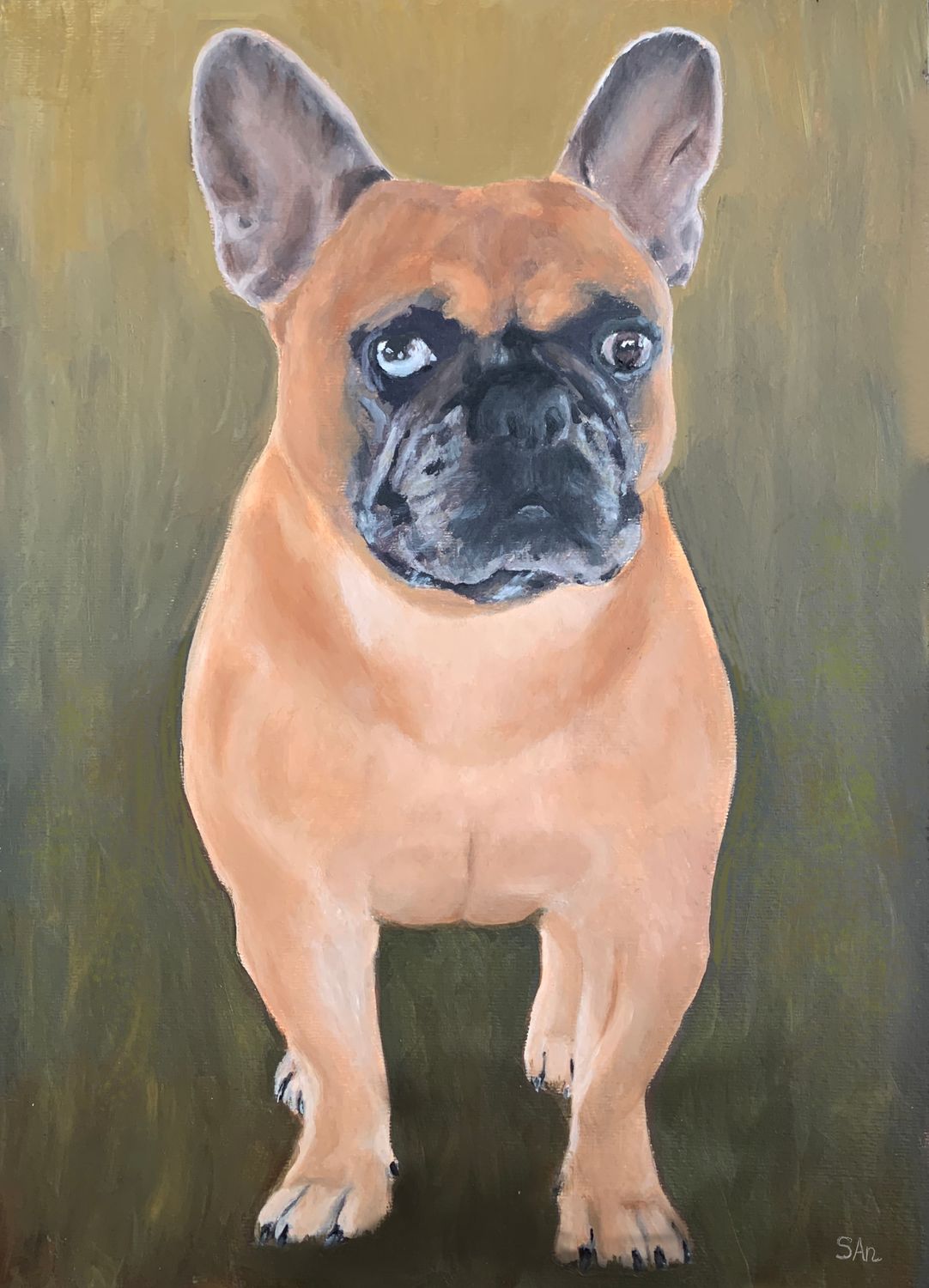 Frank a French Bulldog