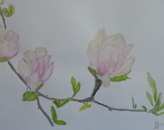 Tulipantræblomster no 2