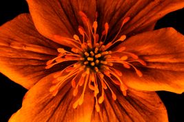 Anemone nr.3
