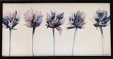 Tulipa