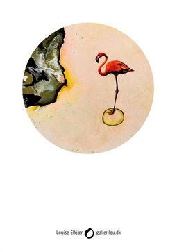 IMG_5583 Flamingo IndSigt