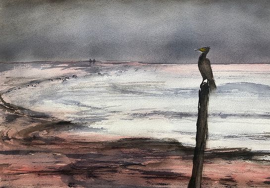 Skarv, Vinterdag, Skagen Nordstrand