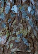 Fine Art Photography