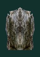 Fine Art Photography