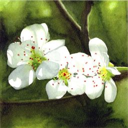 WHITE BLOSSOM