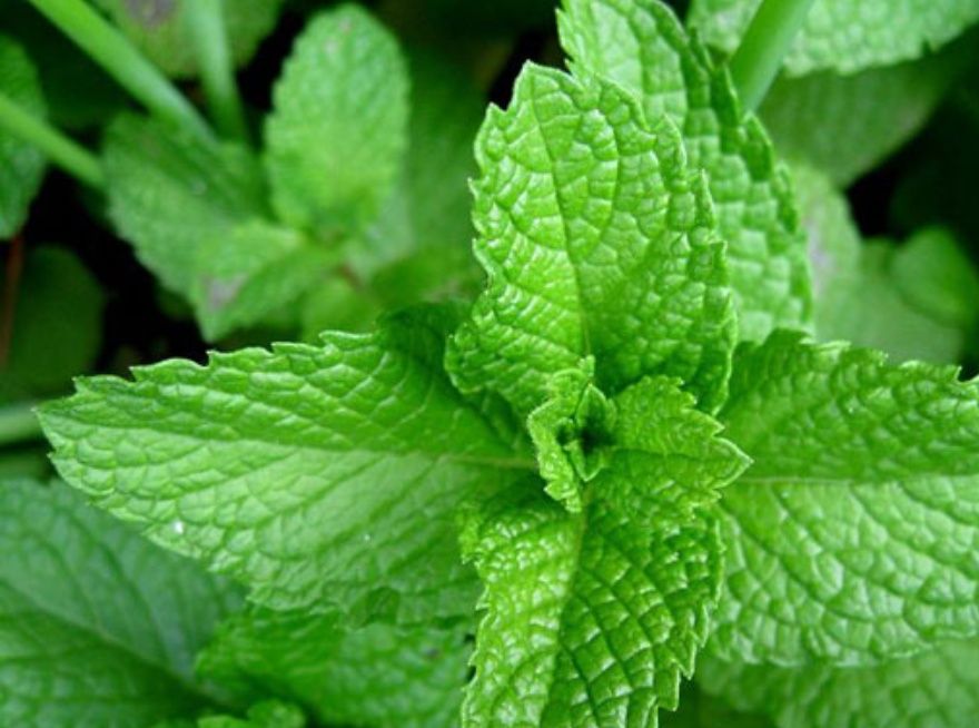 MENTA. es una planta medicinal con acción digestiva, antiinflamatoria, expectorante, carminativa, antiespasmódica, aperitiva, antigripal, colerética, antiséptica, mucolítica, antirreumática, analgésica, antibacteriana, colagoga, antitusiva, antifúngica y descongestionante de las vías respiratorias.