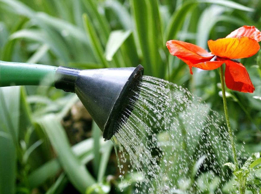 El riego es una tarea fundamental y debemos planificarlo bien para que el sustrato se mantenga húmedo pero sin llegar aencharcarse, de forma que las plantas puedan crecer y desarrollarse correctamente. La falta de agua en periodos con pocas lluvias y/o mucho calor puede provocar “estrés hídrico” en la planta, que producirá menos, o puede incluso marchitarse y secarse. Pero también un riego excesivo es perjudicial, porque el agua sobrante que sale por debajo del recipiente de cultivo se lleva consigo parte de los nutrientes. Además, las raíces pueden asfixiarse porque con tanta agua alrededor no son capaces de capturar el oxígeno, y también aumentan las posibilidades de que aparezcan plagas y enfermedades, sobre todo hongos, debido al ambiente húmedo que se genera alrededor de las plantas. Por lo tanto tendrás que tener cuidado y regar frecuentemente pero con riegos ligeros, teniendo en cuenta las necesidades de los cultivos, el tamaño del recipiente y la densidad de plantas (cuanto menos volumen de tierra haya para cada planta menos cantidad de agua se podrá almacenar y durante menos tiempo), el tipo de sustrato (unos retienen más agua que otros) y la climatología (agua aportada por las lluvias, temperatura, sol…). Necesidades de los cultivos para el riego en el huerto Como es lógico, las plantas necesitan más cantidad de agua en verano que en invierno, ya que si las temperaturas son más altas y el sol incide sobre los recipientes el agua se evaporará mucho más rápido. Conclusión: por regla general es suficiente regar una o dos veces a la semana en invierno y, en verano, debes hacerlo todos los días. En primavera y otoño tendrás que ajustar la el riego según las temperaturas y las lluvias.