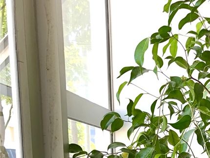 (Cod. MC1P-F) Macetas de interior y exterior incluye Ficus, piedras decorativas y despacho, contacto +56999390065,  valor 65mil