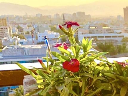 (Cod. JB3P) Jardinera de Balcón incluye 3 plantas o flores, incluye soportes despacho e instalación dentro de RM. Valor $20mil