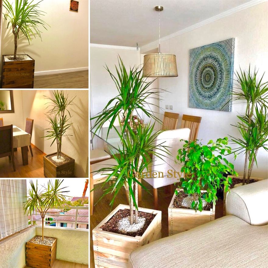 (Cod. MC1P-D) Macetas de interior y exterior incluye Dracena, piedras decorativas y despacho, contacto +56999390065,  valor 65mil