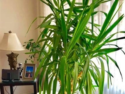 (Cod. MC1P-Y) Macetas de interior y exterior incluye Yuka (altura 120cm), piedras decorativas y despacho, contacto +56999390065,  valor 75mil