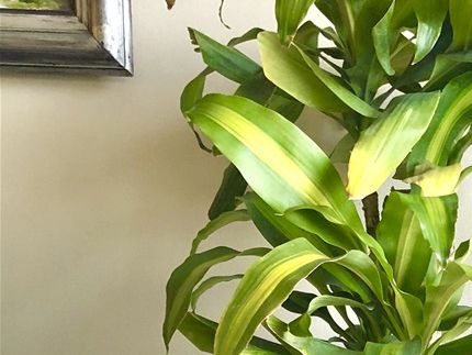 (Cod. MC1P-PA) Macetas de interior y exterior incluye Palo de Agua, piedras decorativas y despacho, contacto +56999390065, valor 70mil. (AGOTADA)