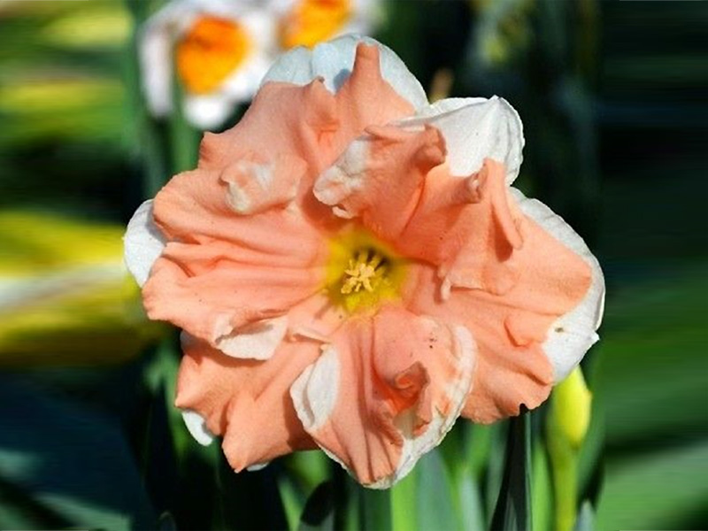 Apricot Whirl