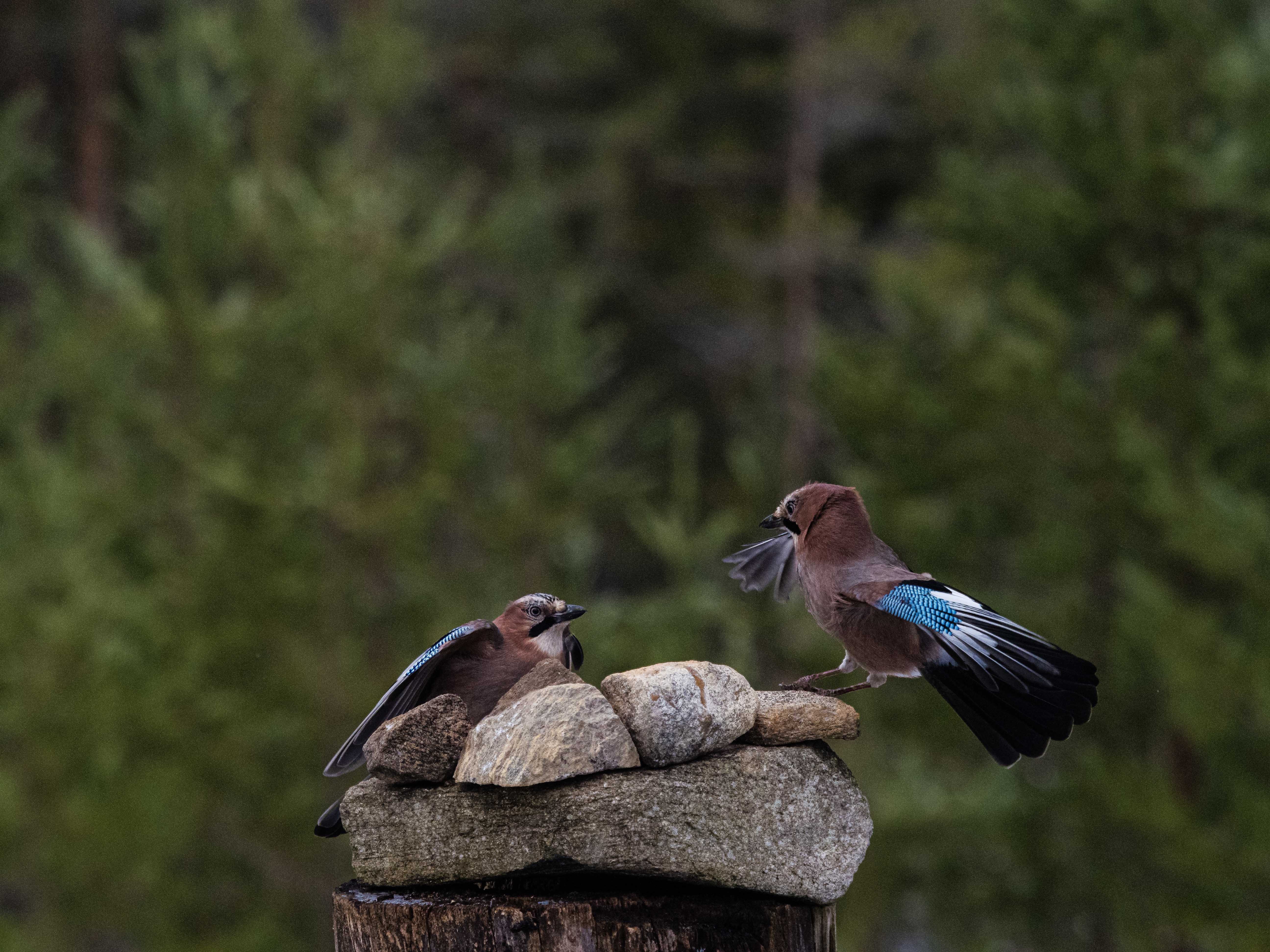 Fra Hønefoss Kameraklubbs fotoskjul på Bjonskauen